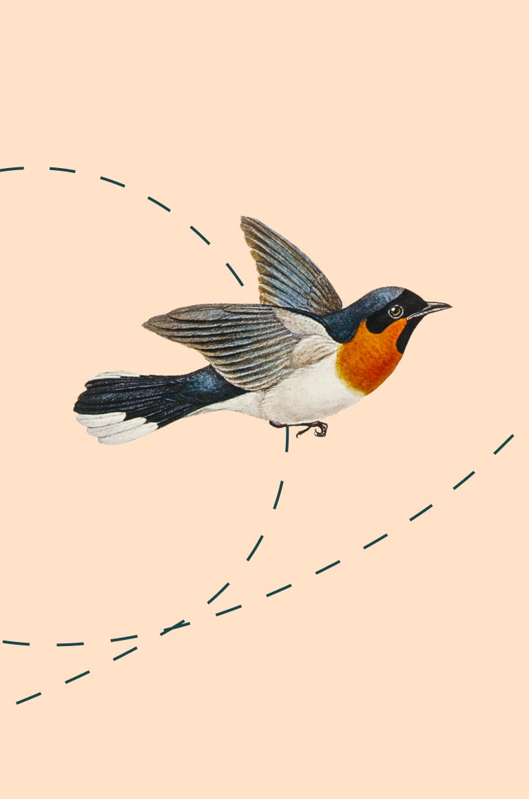 Illustration d‘un oiseau en vol.
